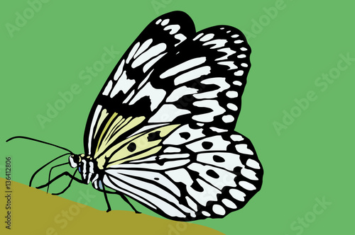 butterfly white