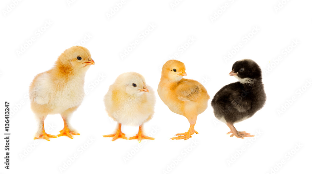 Three yellow chickens looking at one black