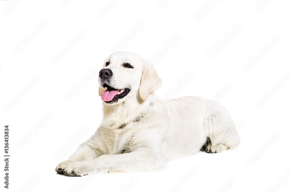 Labrador Retriever on a white background Labrador Retriever on a white background