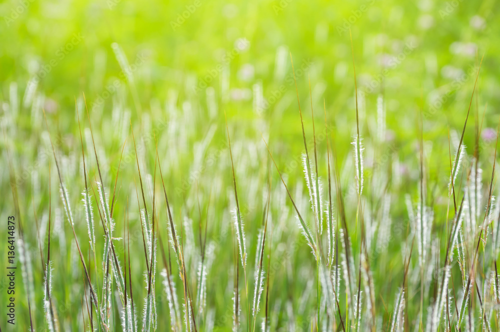 green nature background green nature background