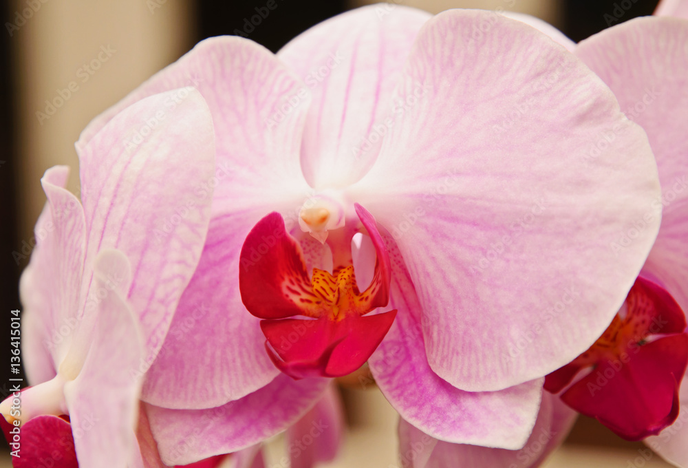 Obraz premium Orchid Petals