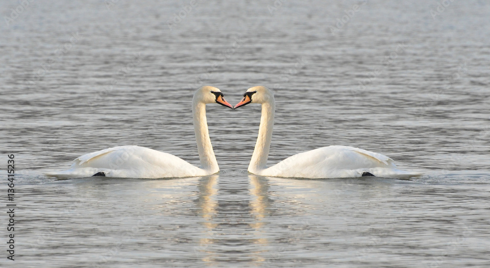 Couple of swans love each others and cuddle with her heads