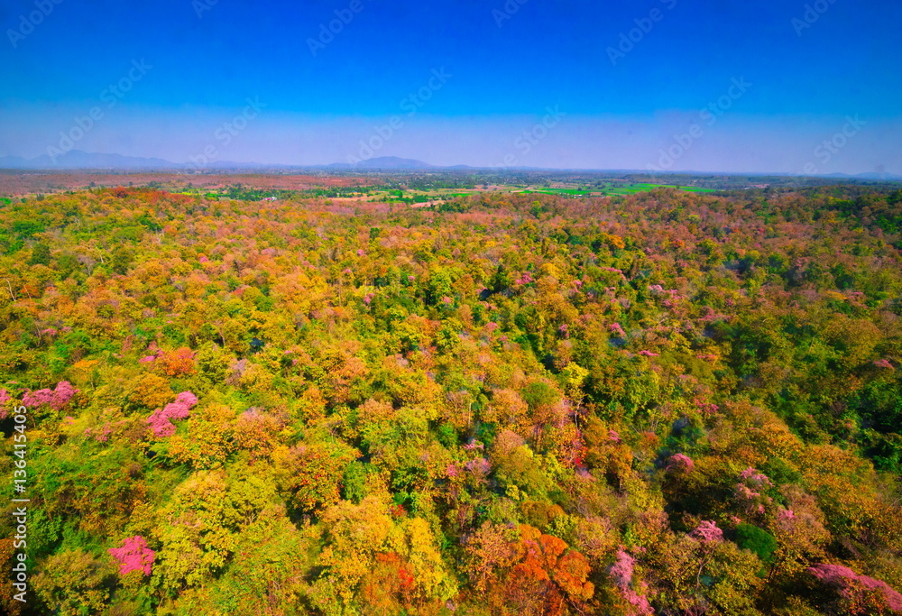 Aerial view of autumn forest Aerial view of autumn forest