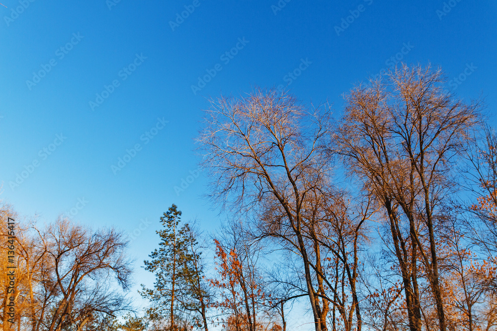 trees in winter park