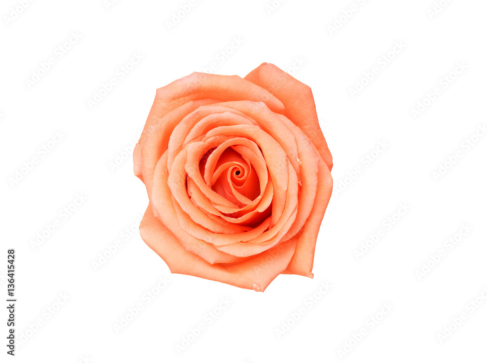 Beautiful Peach rose isolated on white background