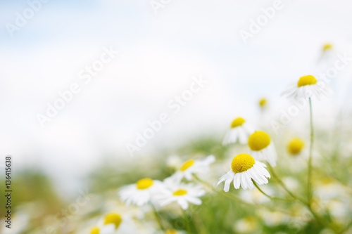 Chamomile flowers. Soft focus