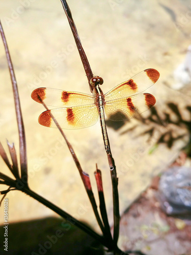 Dragonfly © YAMALUDDEEN