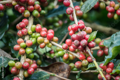 Coffea tree is a genus of flowering plants whose seeds, called coffee beans, are used to make various coffee beverages and products.