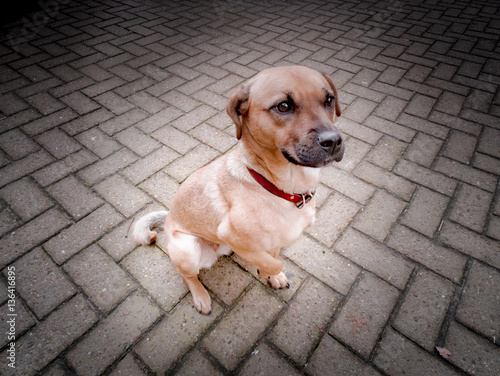 Fototapeta Naklejka Na Ścianę i Meble -  Treuer Mischlingshund sitzt auf einem Hof