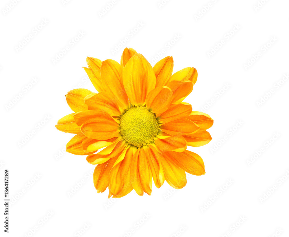 Daisy flower isolated on white background Daisy flower isolated on white background