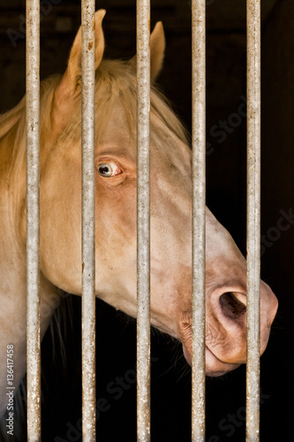 albino horse in stable