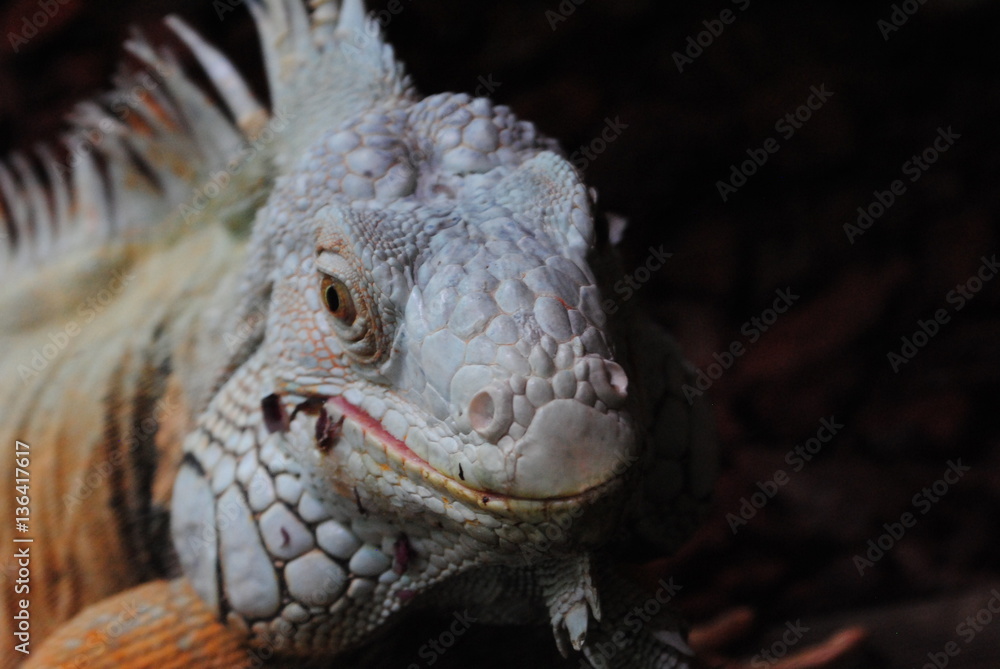 Obraz premium Leguan-Reptilien