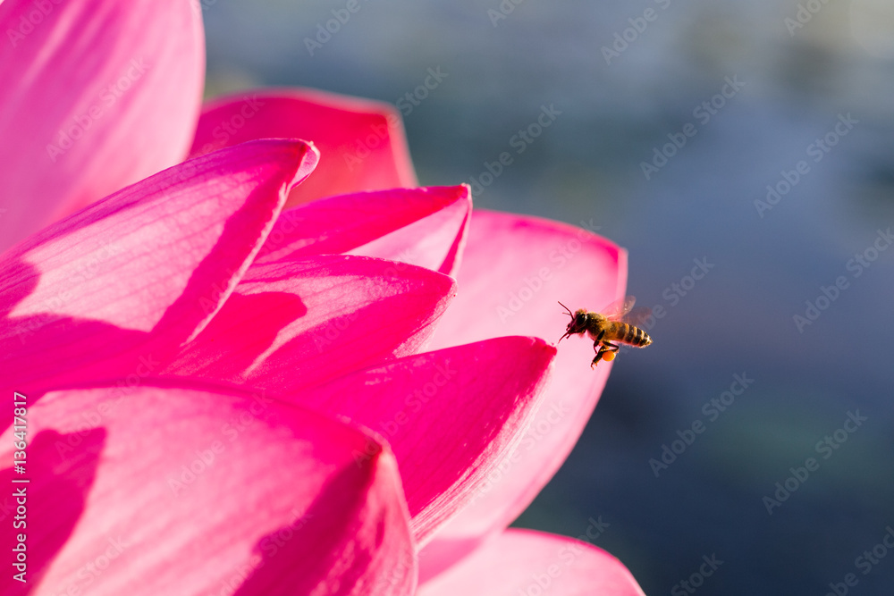 flying honey bee Stock Photo | Adobe Stock