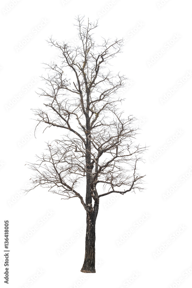How To Draw A Realistic Tree Without Leaves