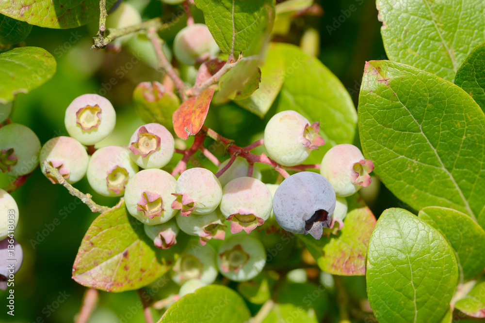blueberries fruits hanging on blueberry plant StockFoto Adobe Stock