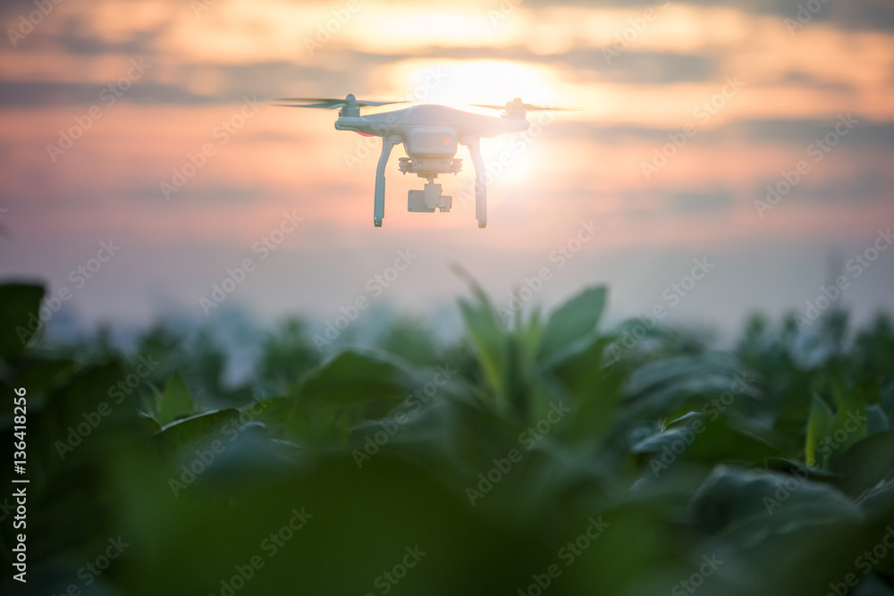 Drone (Multi-rotor) flying above the tobacco plantation on sunset. Drone (Multi-rotor) flying above the tobacco plantation on sunset.
