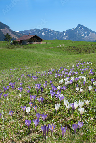 Fototapeta Naklejka Na Ścianę i Meble -  Krokusblütezeit in den Alpen