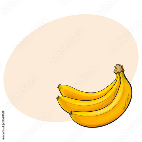 Bunch of three unopened, unpeeled ripe bananas, sketch style vector illustration isolated on white background with place for text. Realistic hand drawing of unopened ripe banana bunch