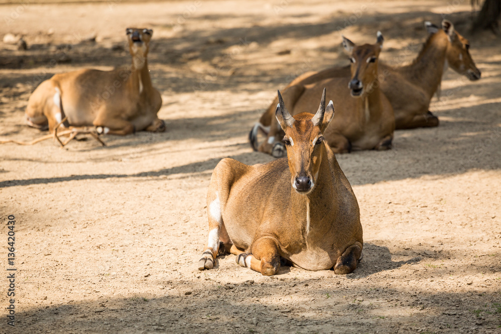 Brown antelopes herd resting .