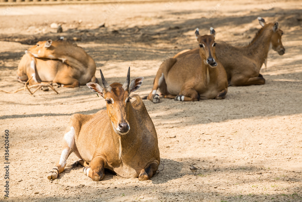 Brown antelopes herd resting .