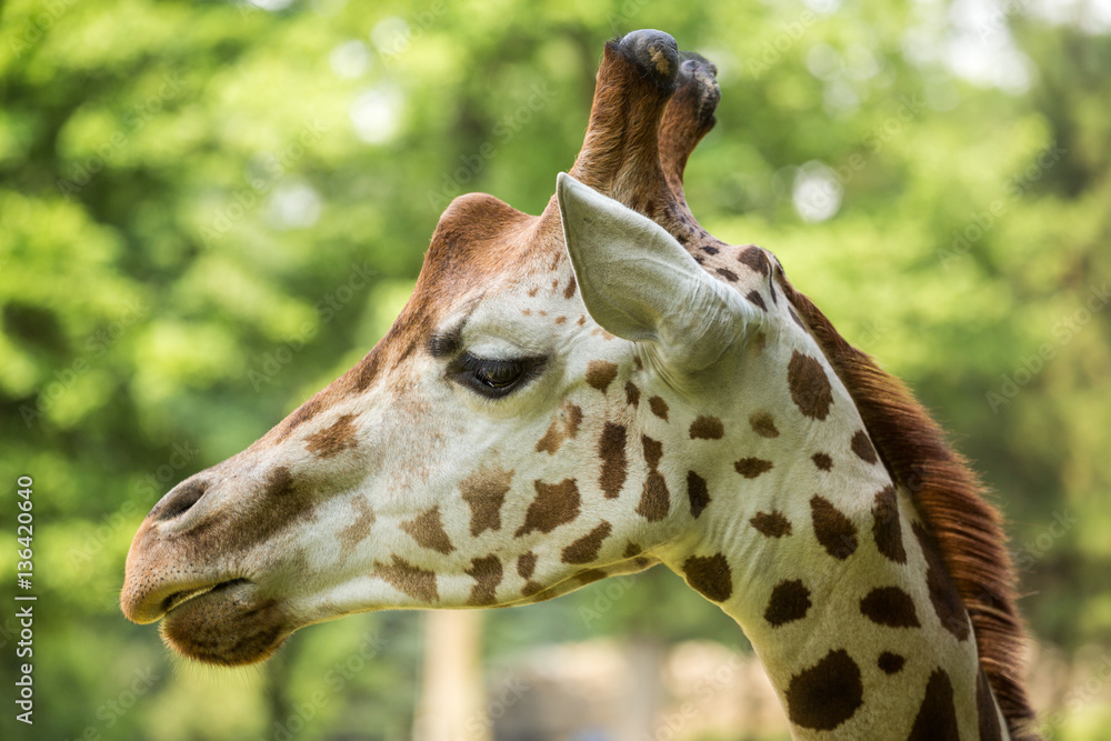Fototapeta premium Close up of beautiful giraffe