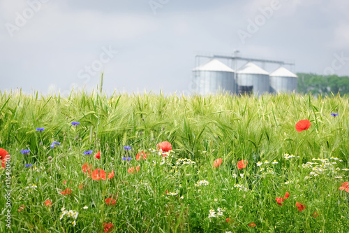 Fototapeta Naklejka Na Ścianę i Meble -  Nachhaltige Landwirtschaft - Blühstreifen an einem Getreidefeld