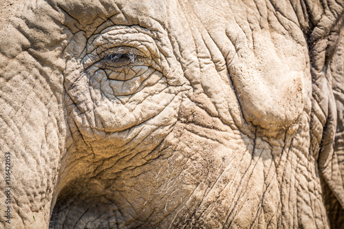 Close up of an elephant eye