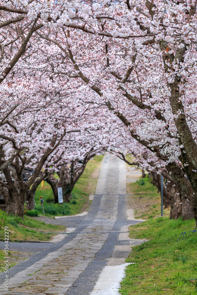 桜のアーチ
