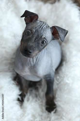 Εκτύπωση καμβά the puppy of American hairless Terrier
