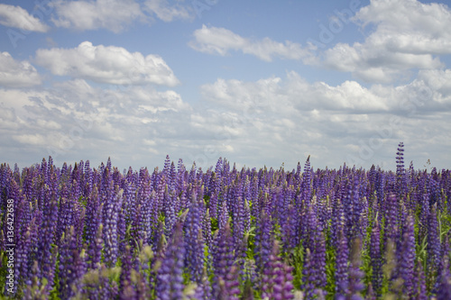 Violet lupin flower field in summer