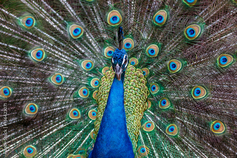 Obraz premium 孔雀のポートレート
