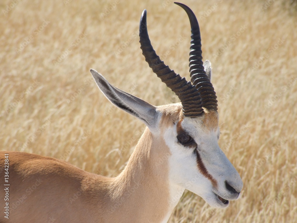 Fototapeta premium IMPALA