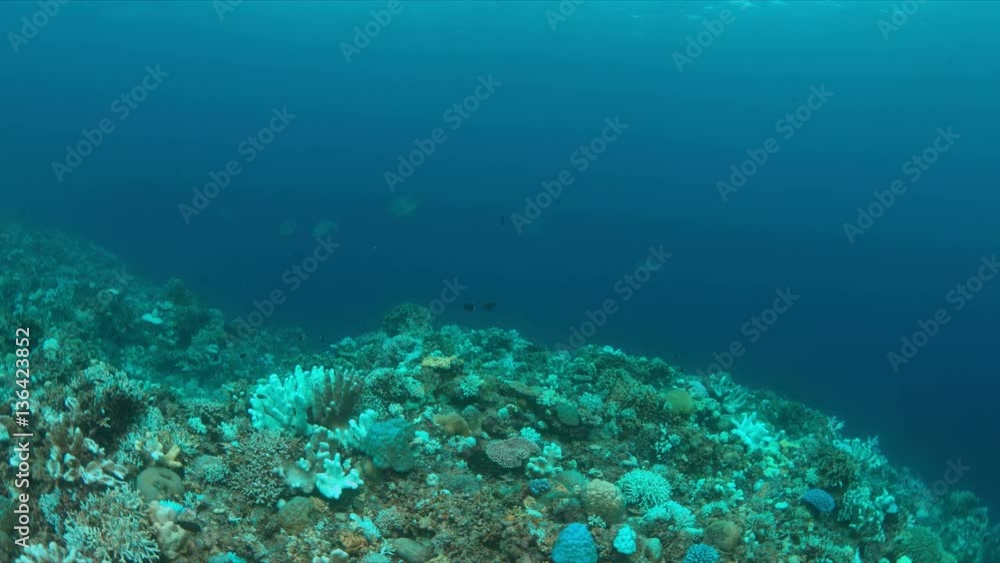Coral bleaching occurs when water temperatures rise over a longer period. Coral bleaching occurs when water temperatures rise over a longer period.