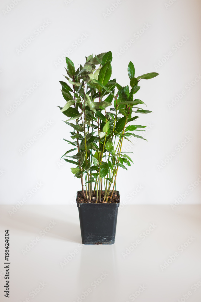 Fototapeta premium Laurel bush house plant on light background
