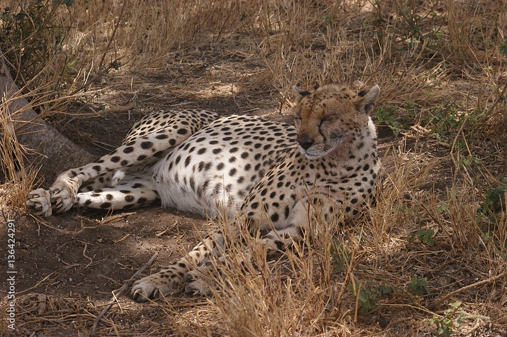 GHEPARDO GHEPARDO