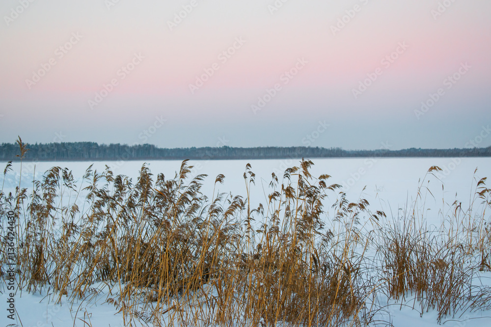 Pink sky in winter at sunset with reeds in the foreground