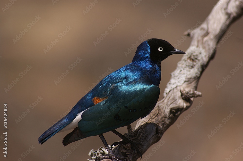 Obraz premium UCCELLO AFRICANO