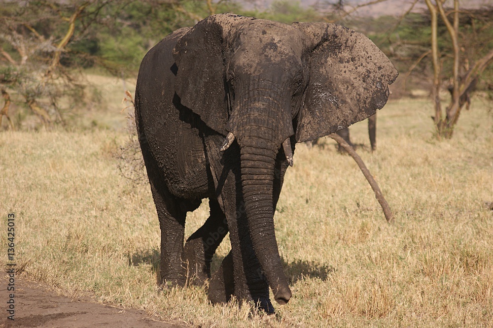 Fototapeta premium ELEFANTE MINACCIOSO