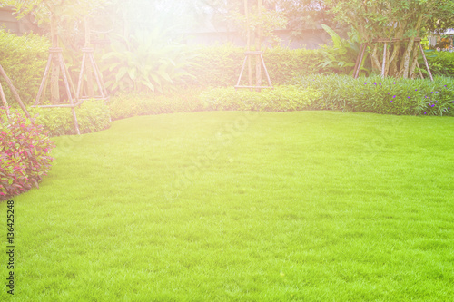 The evening sun shining on a green lawn, backyard trees, landscaped gardens.