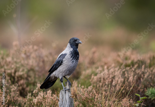 hooded crow sitting on stump tree with autumn color background