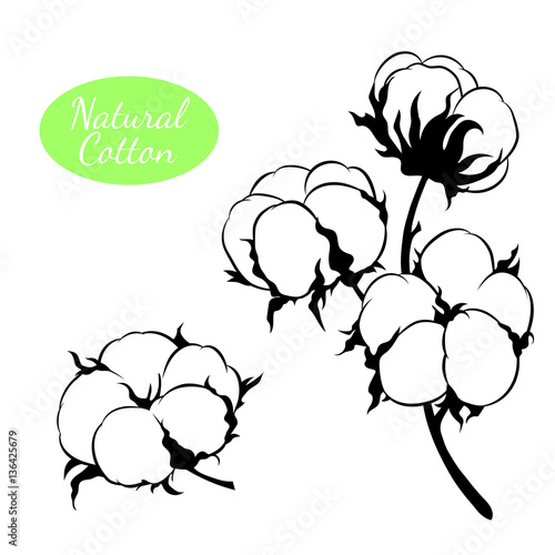 Vector set of cotton plant. Branch with flowers.