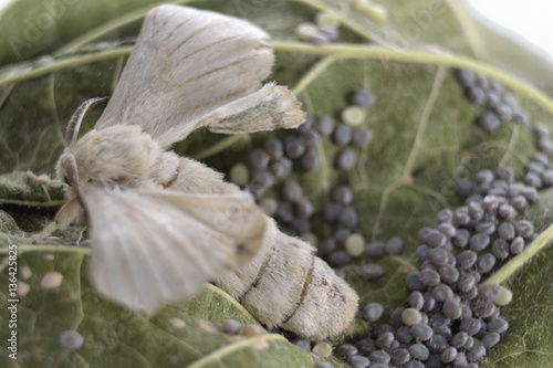 Mariposa de gusano de seda poniendo huevos sobre hoja de morera.