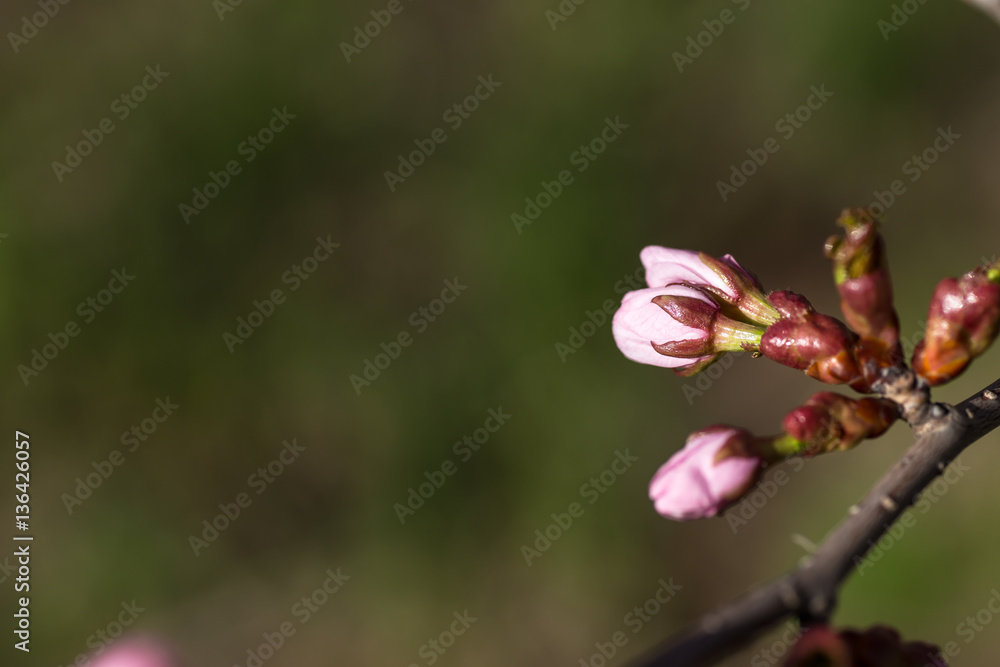 桜のつぼみ 桜のつぼみ