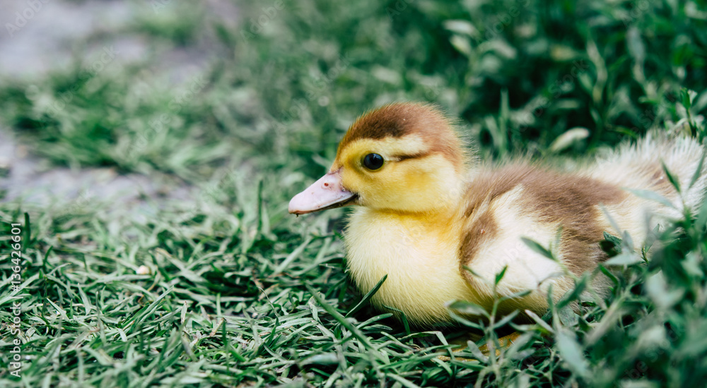 Yellow Duckling carefree running on the green grass.