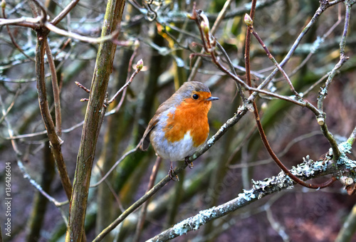 Robin bird frost © Simeon Marsh