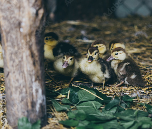 A flock of yellow ducklings sitting on the hay in the barn. photo