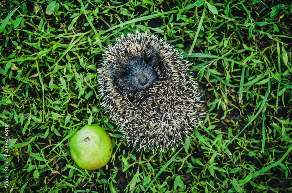 The little hedgehog with green apple runs on the grass. The little hedgehog with green apple runs on the grass.