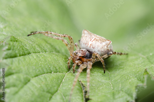 Spider Macro On Green Leaf