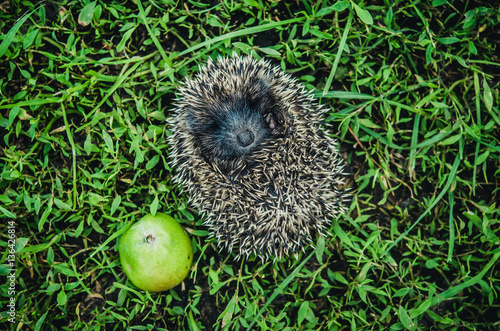The little hedgehog with green apple runs on the grass.