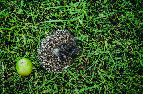 The little hedgehog with green apple runs on the grass.